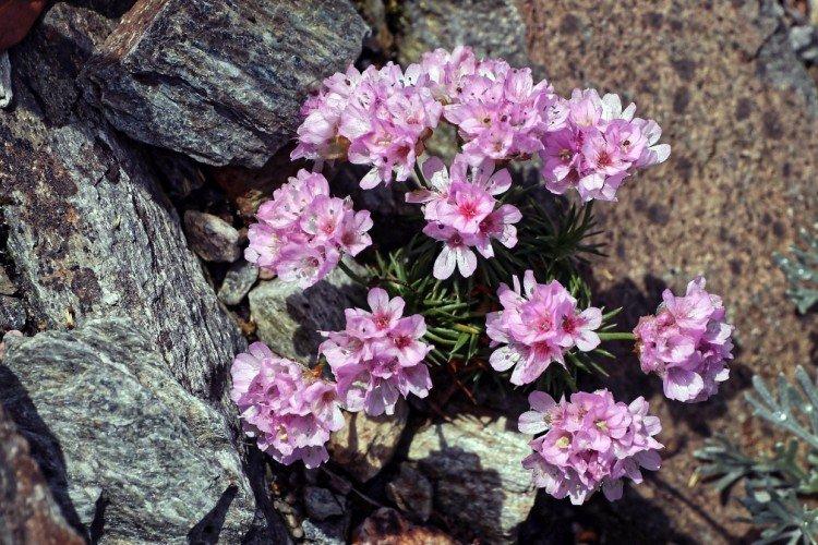 Армерия – фото