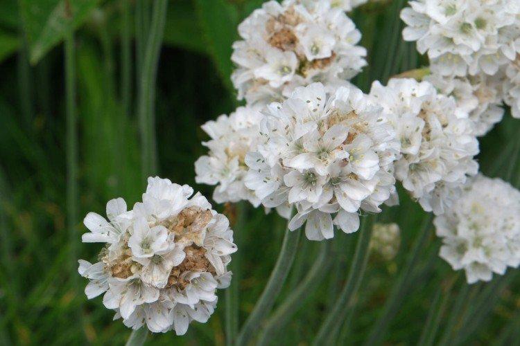 Армерия – фото