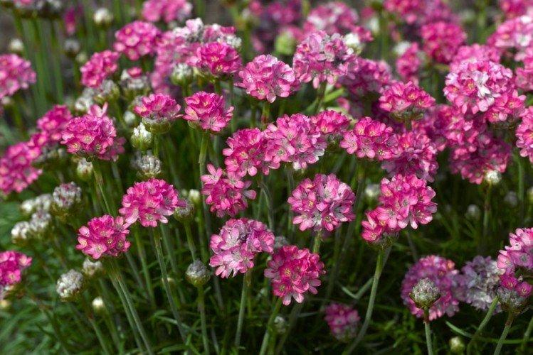 Армерия – фото