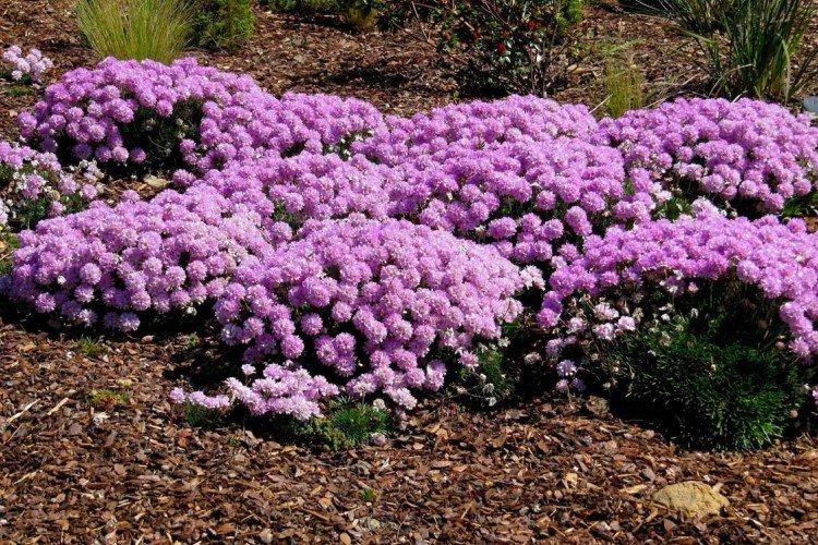 Армерия – фото