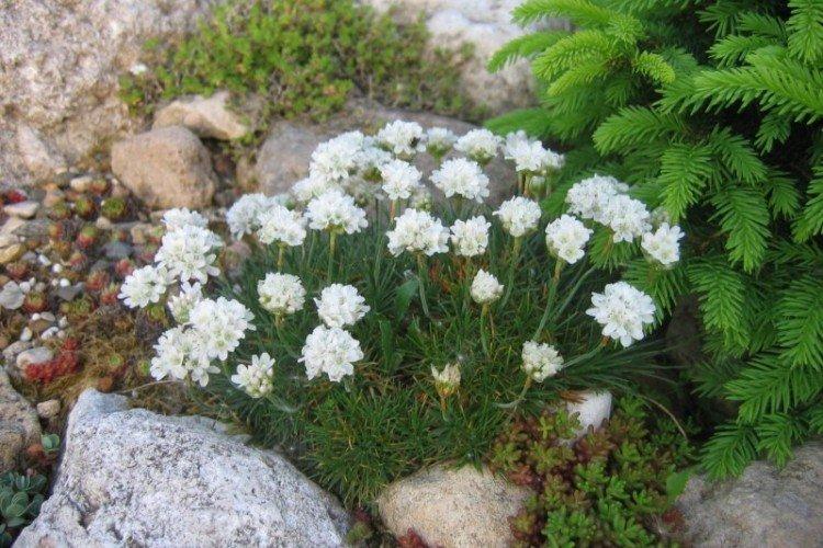 Армерия – фото