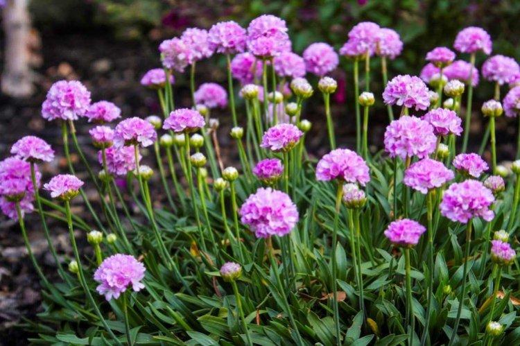 Армерия – фото