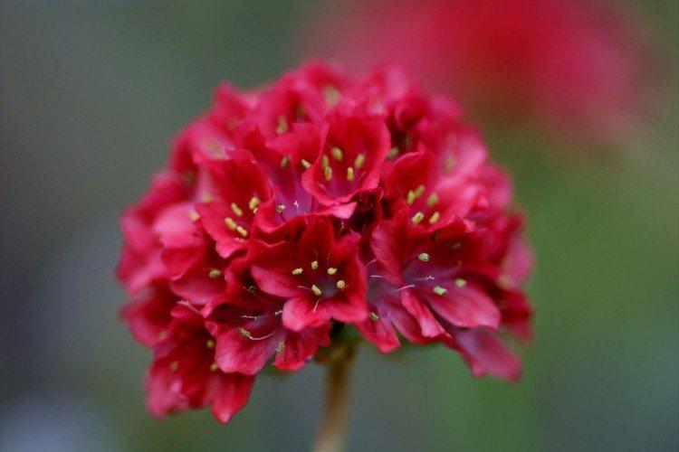 Армерия – фото