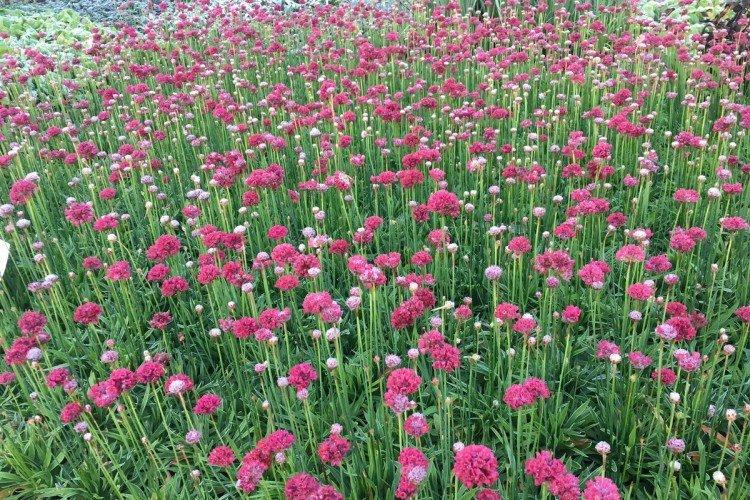 Армерия – фото