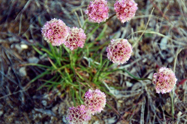 Армерия – фото