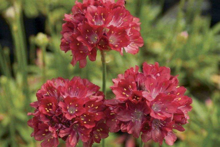 Армерия – фото