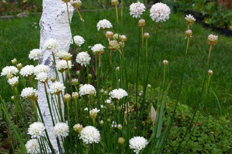 Луковидная армерия