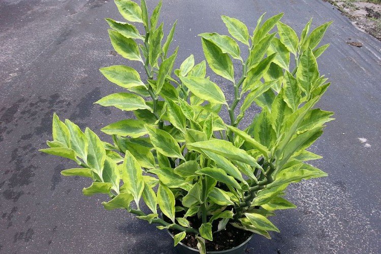 Педилантус (60 фото): виды, выращивание и уход в домашних условиях