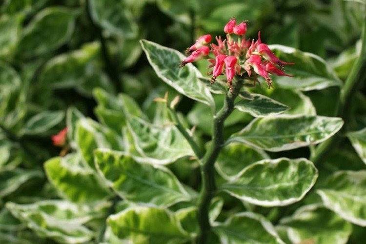 Общая информация