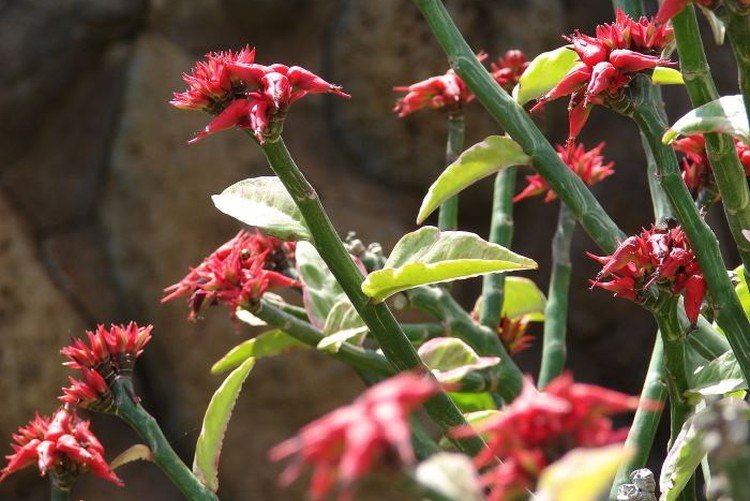 Педилантус – фото