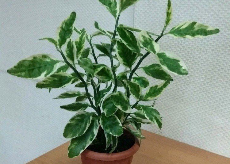 Педилантус – фото