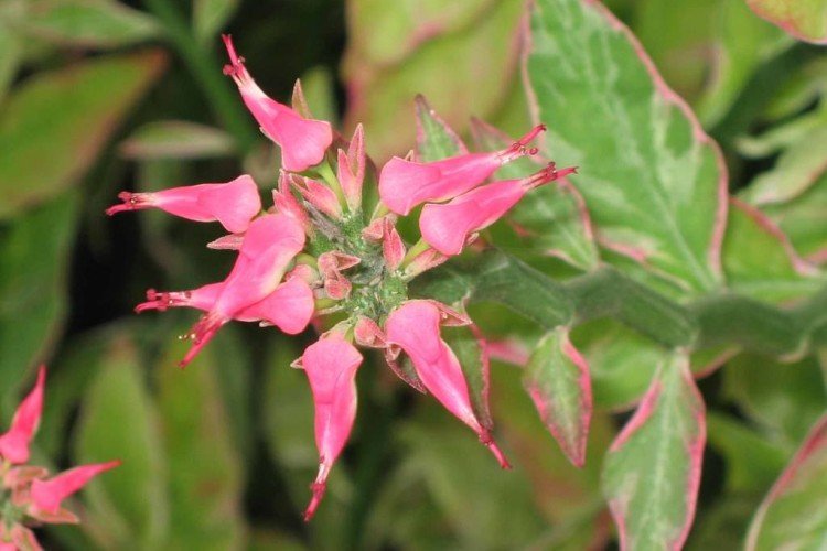 Педилантус – фото