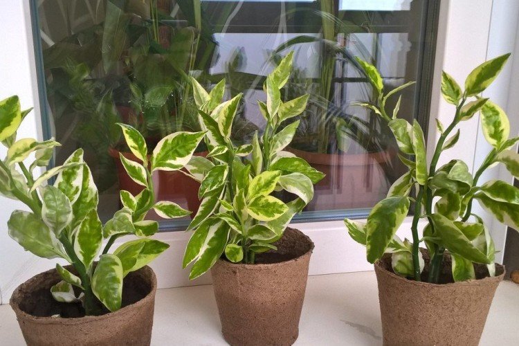 Педилантус – фото