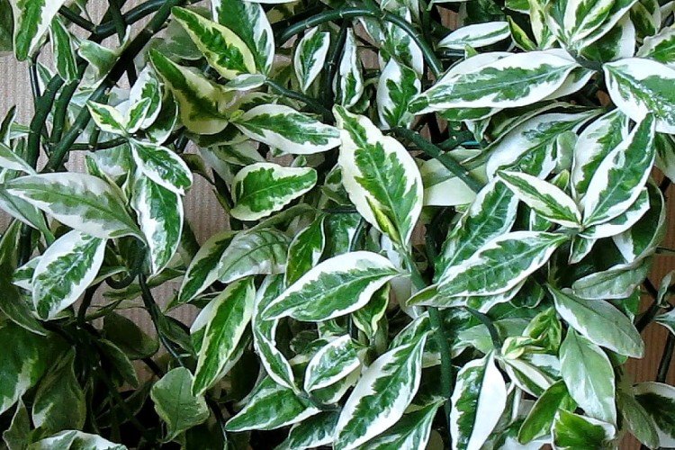 Педилантус – фото