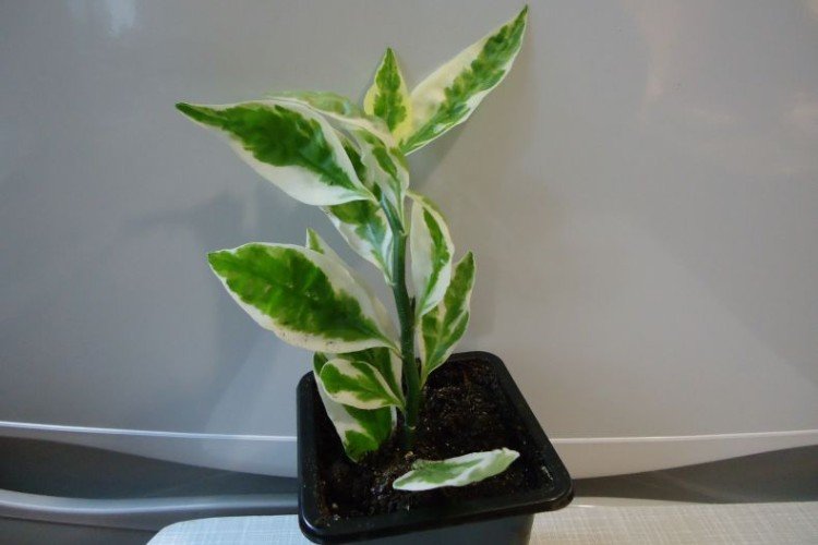 Педилантус – фото