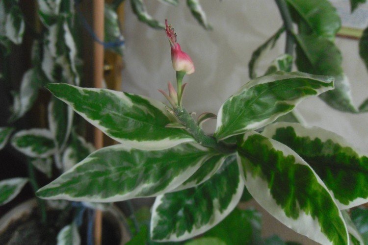 Педилантус – фото