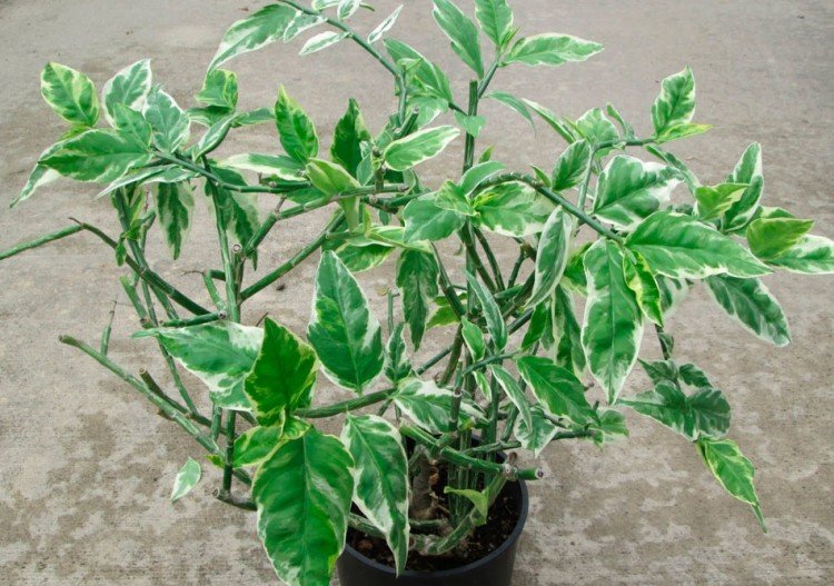 Педилантус – фото