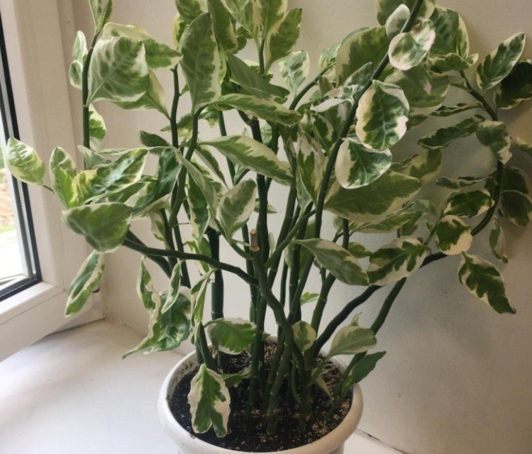 Педилантус – фото