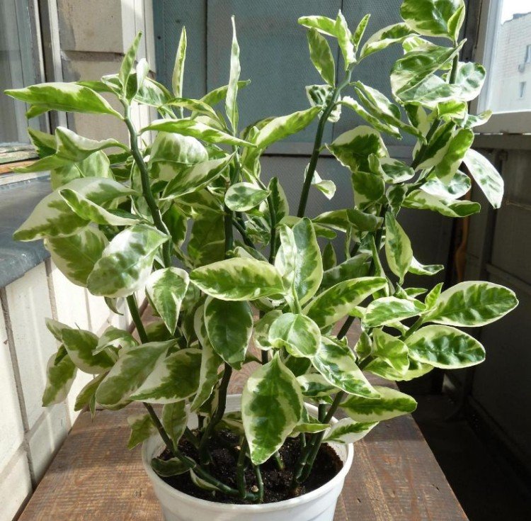 Педилантус – фото