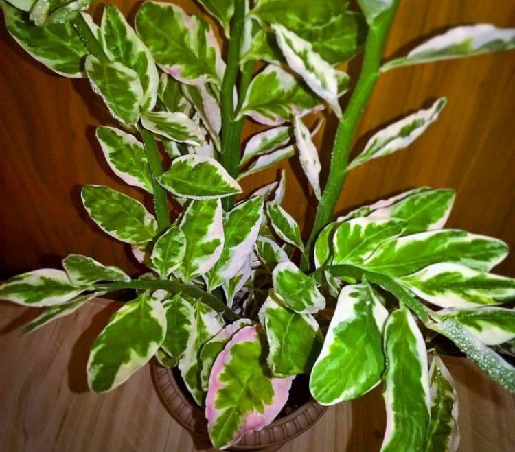 Педилантус – фото