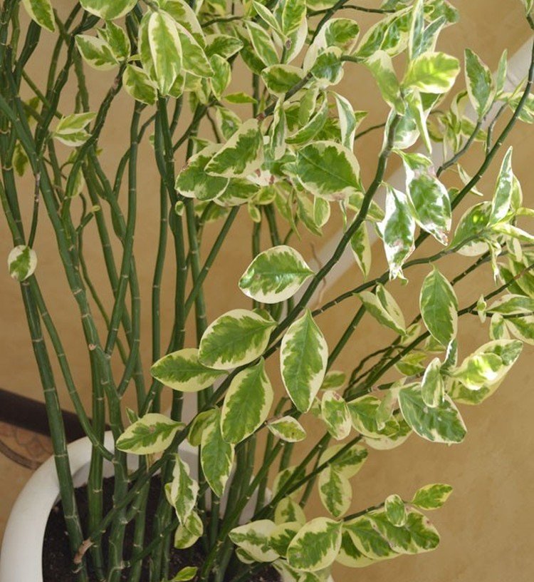 Педилантус – фото