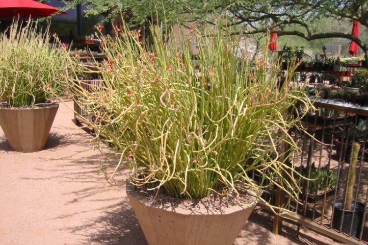 Крупноплодный педилантус