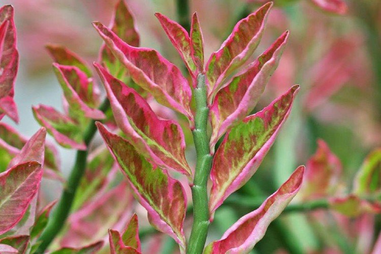 Температура