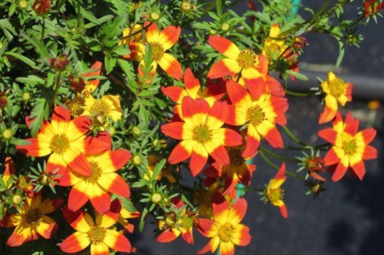 Удобрения и подкормка