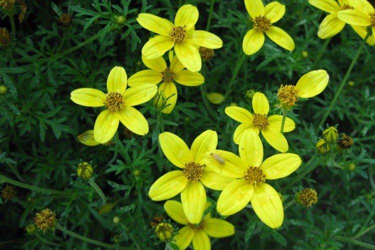 Борьба с вредителями и болезнями