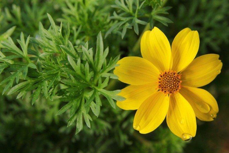 Биденс – фото