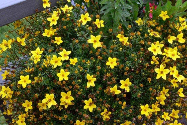 Биденс – фото