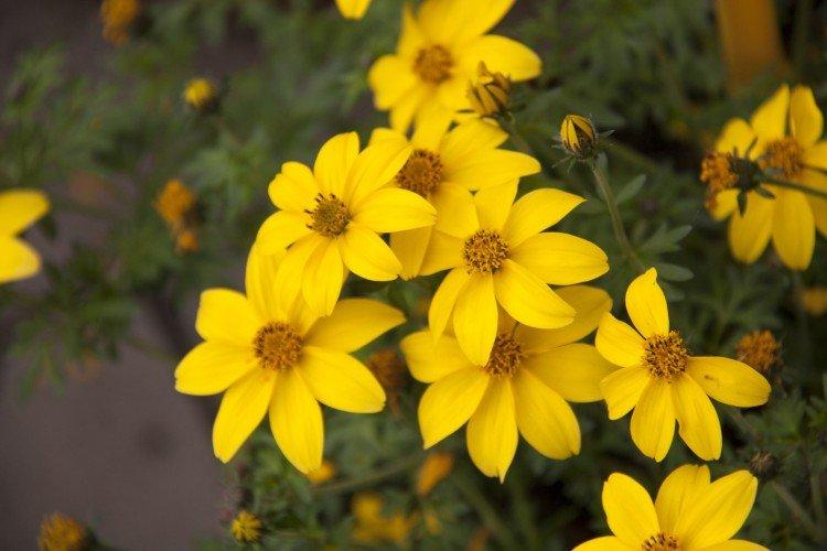 Биденс – фото