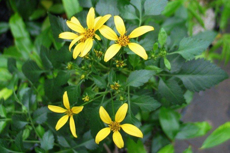 Биденс – фото