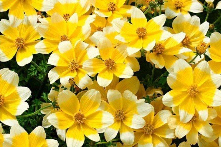 Биденс – фото