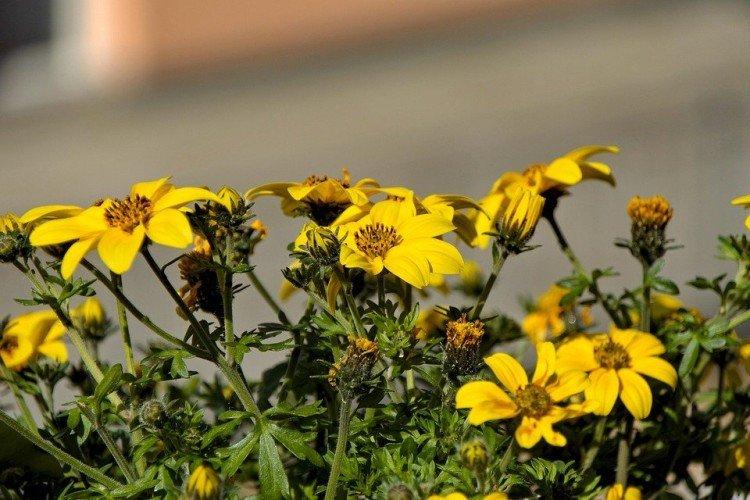 Биденс – фото