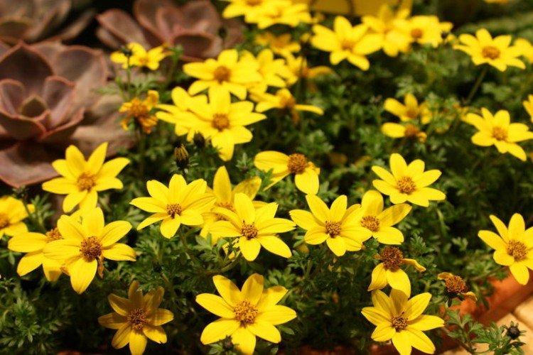 Биденс – фото