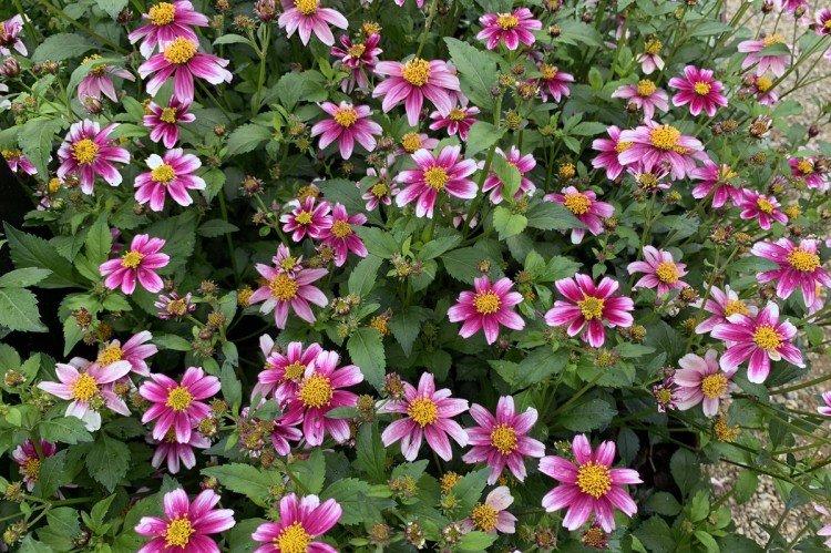 Биденс – фото