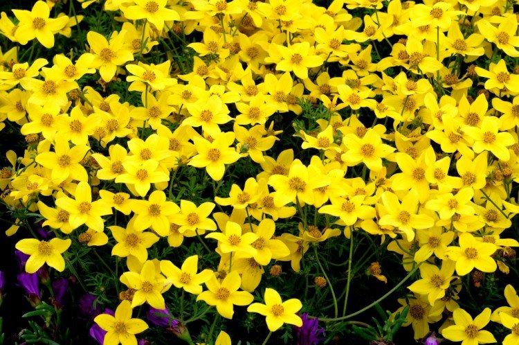 Биденс – фото