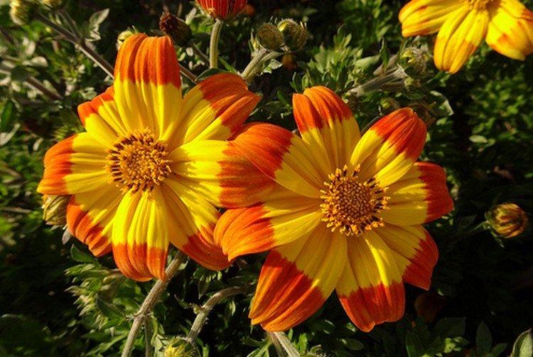 Биденс – фото