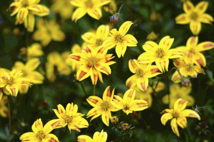 Биденс Рэд Страйп