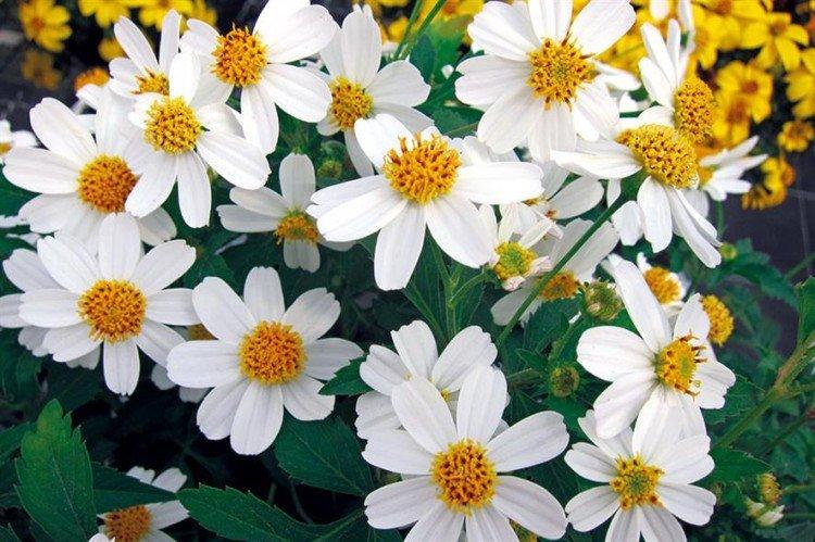 Биденс Перл Вайт