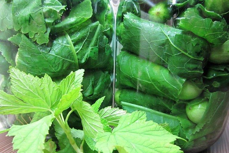 Огурцы, завернутые в листья хрена