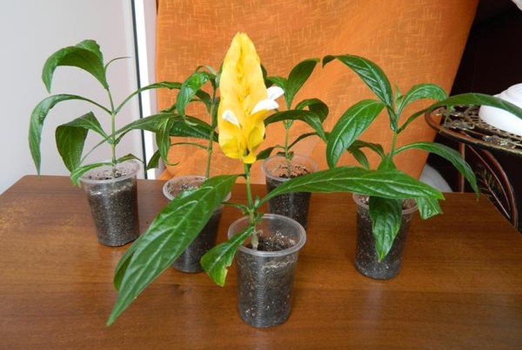 Размножение и посадка пахистахиса