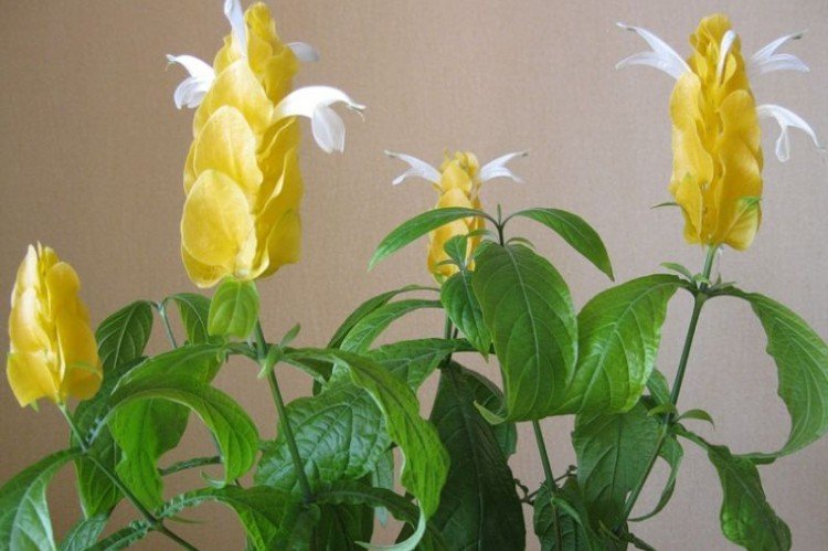 Пахистахис – фото