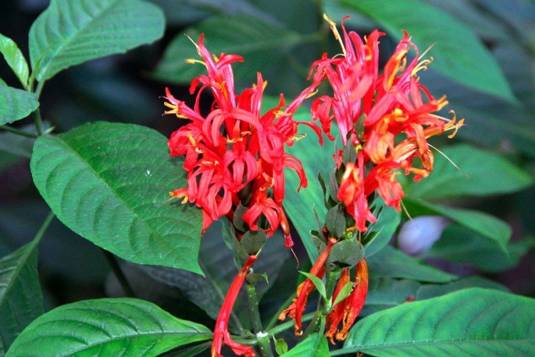 Пахистахис – фото