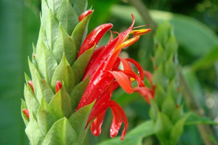 Пахистахис – фото