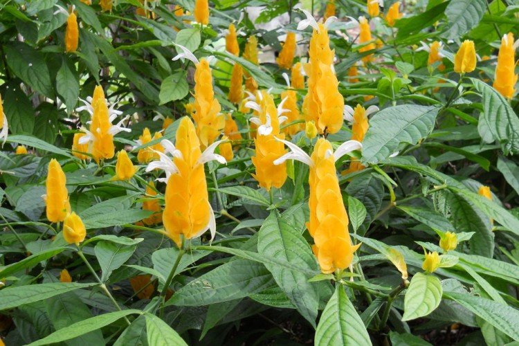 Пахистахис – фото