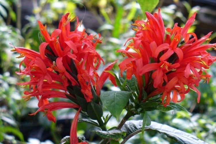 Красный пахистахис