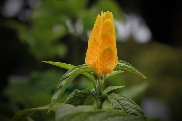 Пахистахис – фото