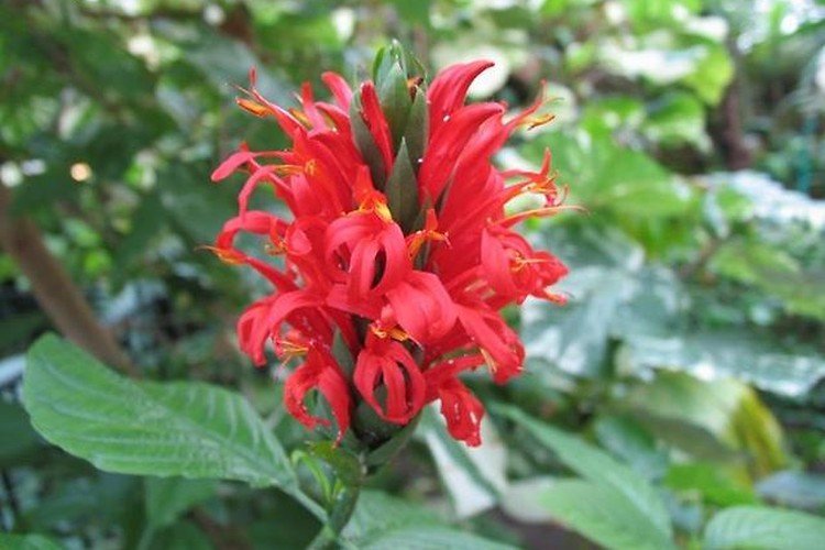 Пахистахис – фото